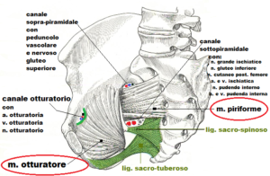 Pavimento Pelvico FertilityCenter